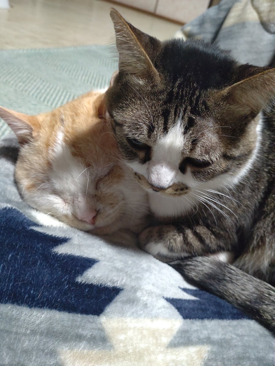 ちえ😺にゃんこと一緒😻 (@chie_angel_hear) on Twitter photo 