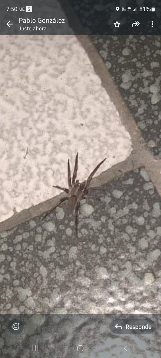 isgrinchy's tweet photo. @Arachno_Cosas hola!!!! Encontré esta amiguita afuera de mi casa, es peligrosa? https://t.co/1Z9bbvwG3M