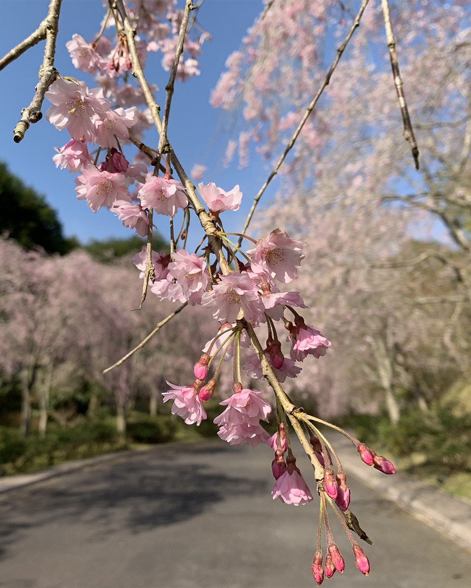 桜情報 #うつくしきかな展 #MIHOMUSEUM #桜2025 #しだれ桜 #枝垂桜