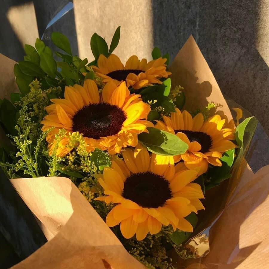 SUNFLOWER 🌻 (@sunflowerchives) on Twitter photo 