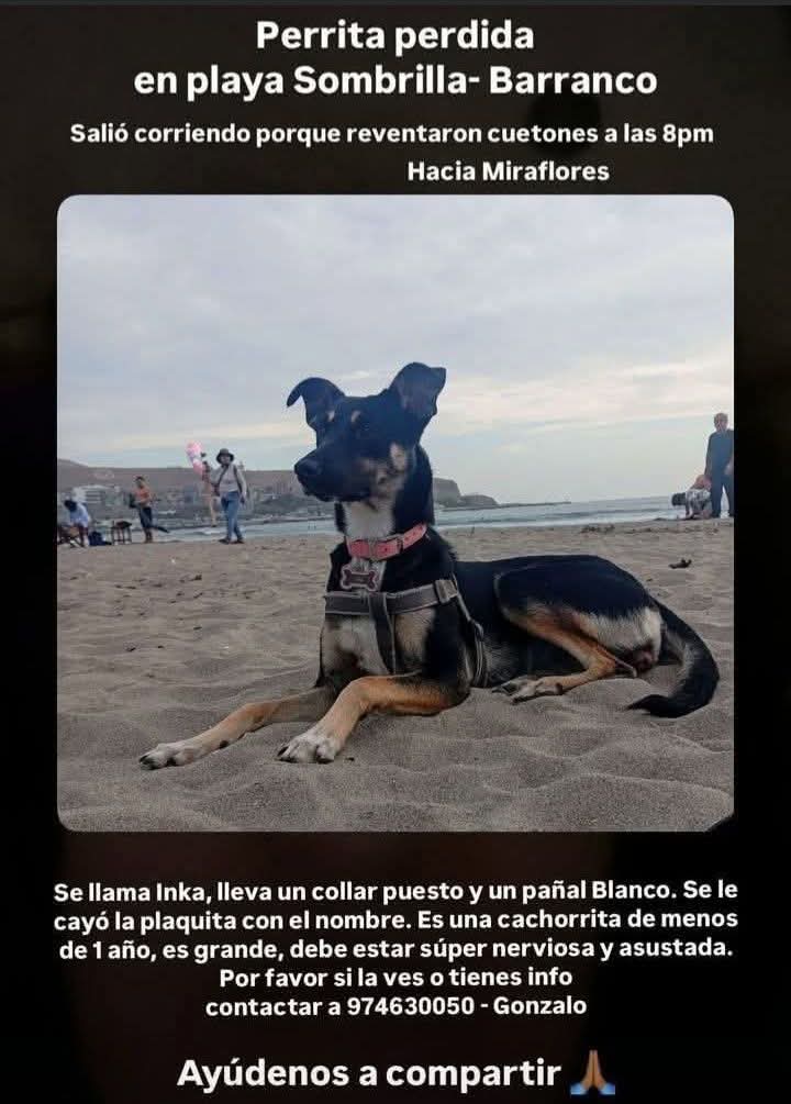 🔉 Están dando S/.3000 de recompensa al que ayude a encontrar a la perrita Inka con vida 🥺

"El 13 de abril fue vista por la Rosa Náutica y luego corriendo en dirección a San Isidro.
Puede que haya perdido su collar y su arnés, pero siempre responde a su nombre: Inka"