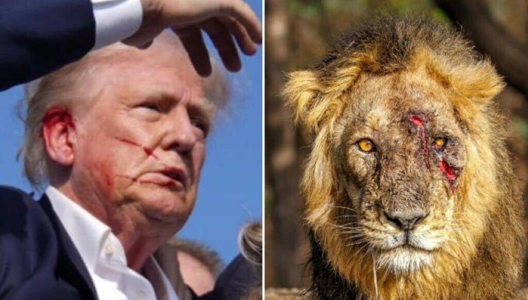 WaltHolden2's tweet image. Trumps could cure cancer and the Left would accuse him of putting doctors out of business. My president is a fierce fighter and an absolute Beast.