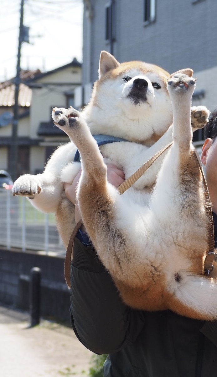 shibainu_ako's tweet photo. いたずらして捕まった情けないけど誇らしげな犬です https://t.co/j0B5luTO9q