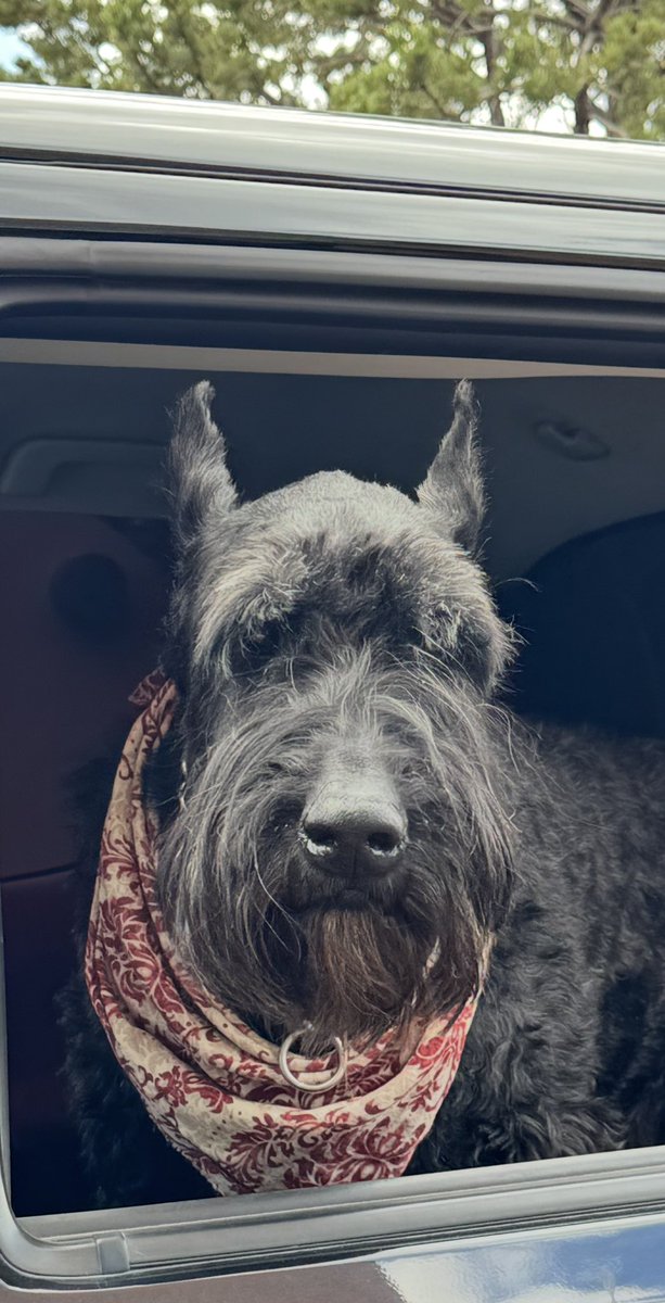 StevenLLawson's tweet photo. @DannyDeraney Not my hound but I met a giant schnauzer named Olive at work today. https://t.co/O40us0Ns7M