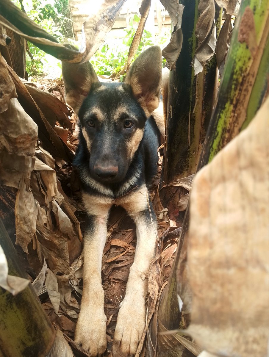 RobinsonDolla's tweet image. Love is a four legged word.!