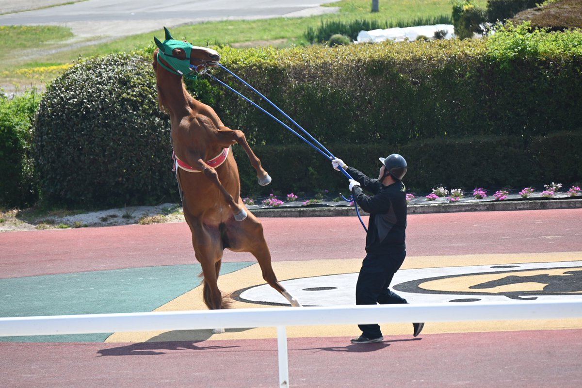 2025.04.17 笠松競馬場
ベルレンヌ

安定の周回拒否ンゴベルレンヌ
今日も元気そうで何より