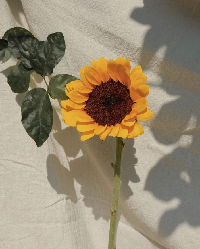 SUNFLOWER 🌻 tweet media