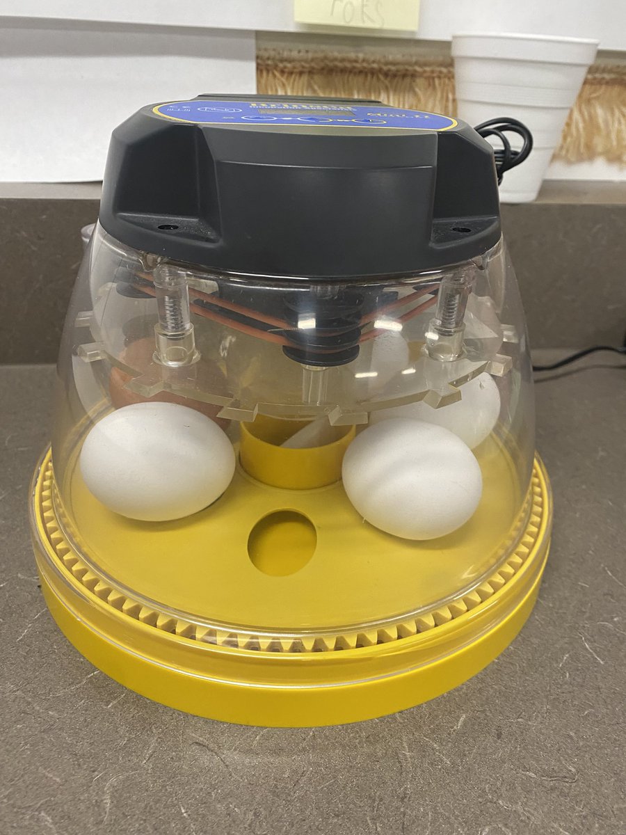 Nicole Goco tweet media