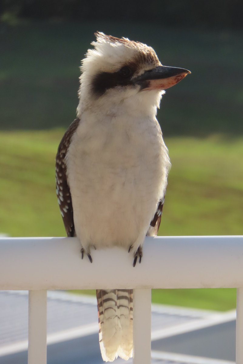 wapple15's tweet image. One thing I do miss in #Canberra is the chance of regular #Kookaburra interactions as they seem to stay close to the coast. These two visitors surprised us just now in #CoffsHarbour #KookaburraReport 😎