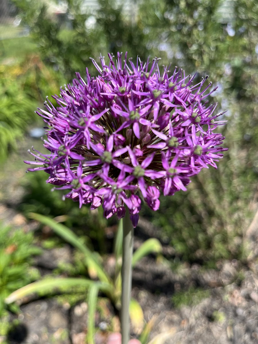 First roses of the season along with other flowers