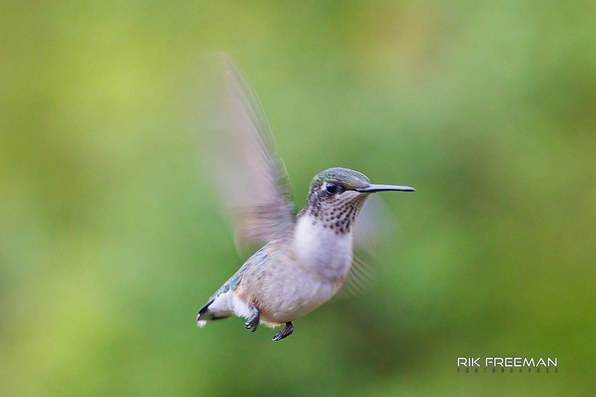Rik Freeman Photographer (@rickfr01) on Twitter photo Oh soon, cannot wait to get some new shots of the fabulous Hummingbirds in #Maryland. 😃👍😎🇺🇸
Captured using the Canon EOS-R5 and RF200-800mm lens.
Lots of ALT info, read them for some tips.
<a href="/CanonUKandIE/">Canon UK and Ireland</a> <a href="/BenroTripods/">Benro USA</a> <a href="/Hummingbirdsteb/">☞ Hummingbirds of North America 📷</a> <a href="/MarylandDNR/">Maryland DNR</a> <a href="/TravelMD/">Maryland</a> #liveforthestory Oh soon, cannot wait to get some new shots of the fabulous Hummingbirds in #Maryland. 😃👍😎🇺🇸
Captured using the Canon EOS-R5 and RF200-800mm lens.
Lots of ALT info, read them for some tips.
<a href="/CanonUKandIE/">Canon UK and Ireland</a> <a href="/BenroTripods/">Benro USA</a> <a href="/Hummingbirdsteb/">☞ Hummingbirds of North America 📷</a> <a href="/MarylandDNR/">Maryland DNR</a> <a href="/TravelMD/">Maryland</a> #liveforthestory