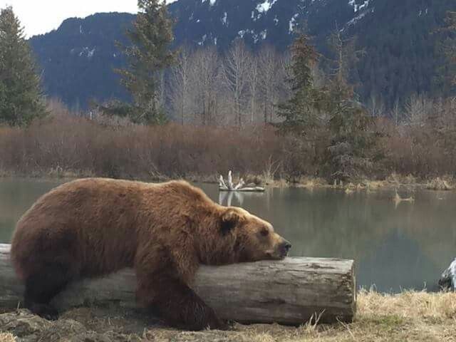 TodoDiaUrsos's tweet image. 