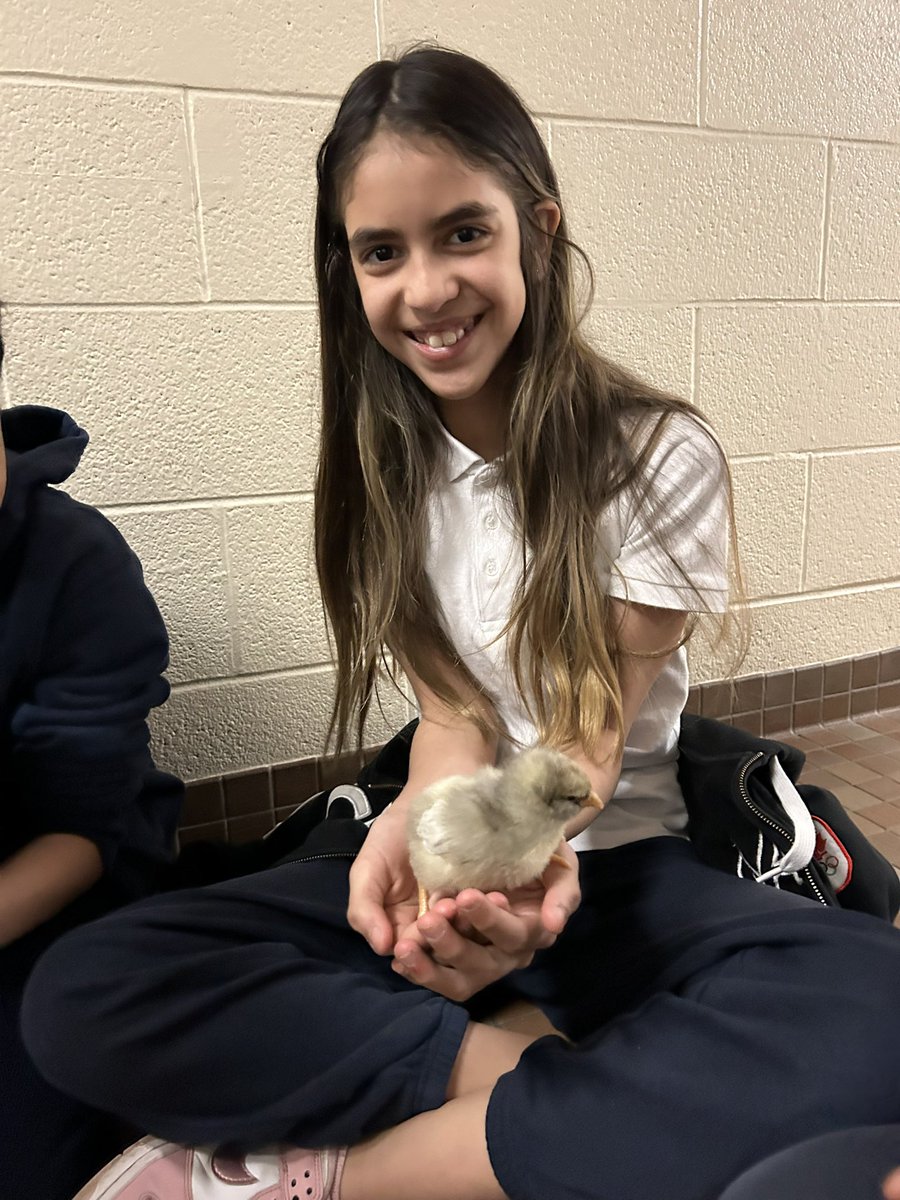 Piotrok's tweet image. Team 218 visits the baby chicks! Great presentation from Ms. D & @ZebbyMartins ELP 2 class. So much learning & so much fun! Thank you for inviting us! @4catholiced @TCDSB @TCDSB_RDAddario @SharonRome0211 @Maria3397143141