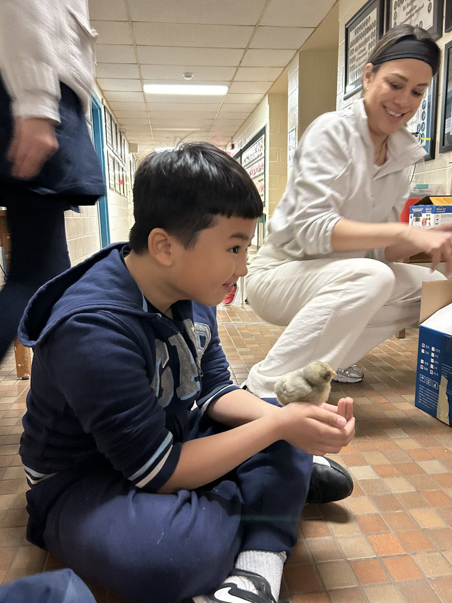 Piotrok's tweet image. Team 218 visits the baby chicks! Great presentation from Ms. D & @ZebbyMartins ELP 2 class. So much learning & so much fun! Thank you for inviting us! @4catholiced @TCDSB @TCDSB_RDAddario @SharonRome0211 @Maria3397143141