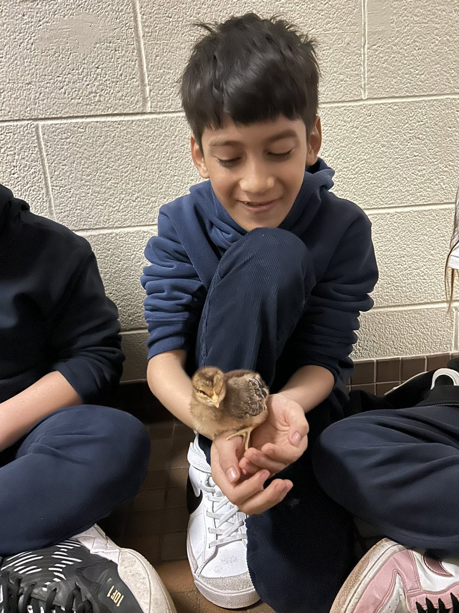 Piotrok's tweet image. Team 218 visits the baby chicks! Great presentation from Ms. D & @ZebbyMartins ELP 2 class. So much learning & so much fun! Thank you for inviting us! @4catholiced @TCDSB @TCDSB_RDAddario @SharonRome0211 @Maria3397143141