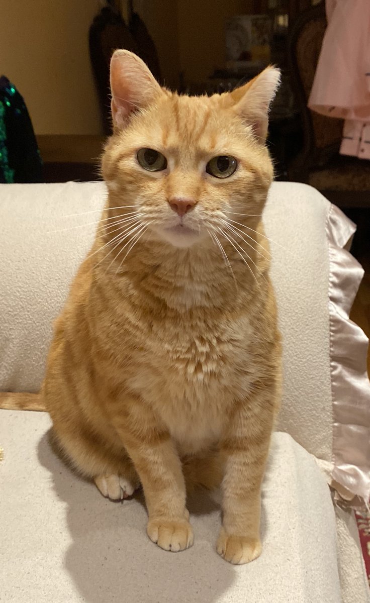 NYCDEATHROWCATS's tweet photo. Owner came to SIACC with an appointment to surrender her cat, Soni. Client explained that her child has allergies and Soni can no longer remain in the home.
https://t.co/TaPOIi0c3l https://t.co/iHwjIiTsSm