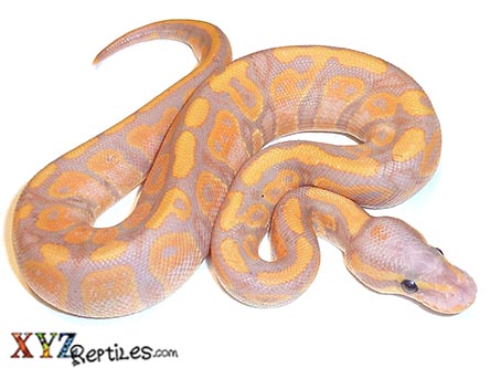 XYZReptiles tweet media