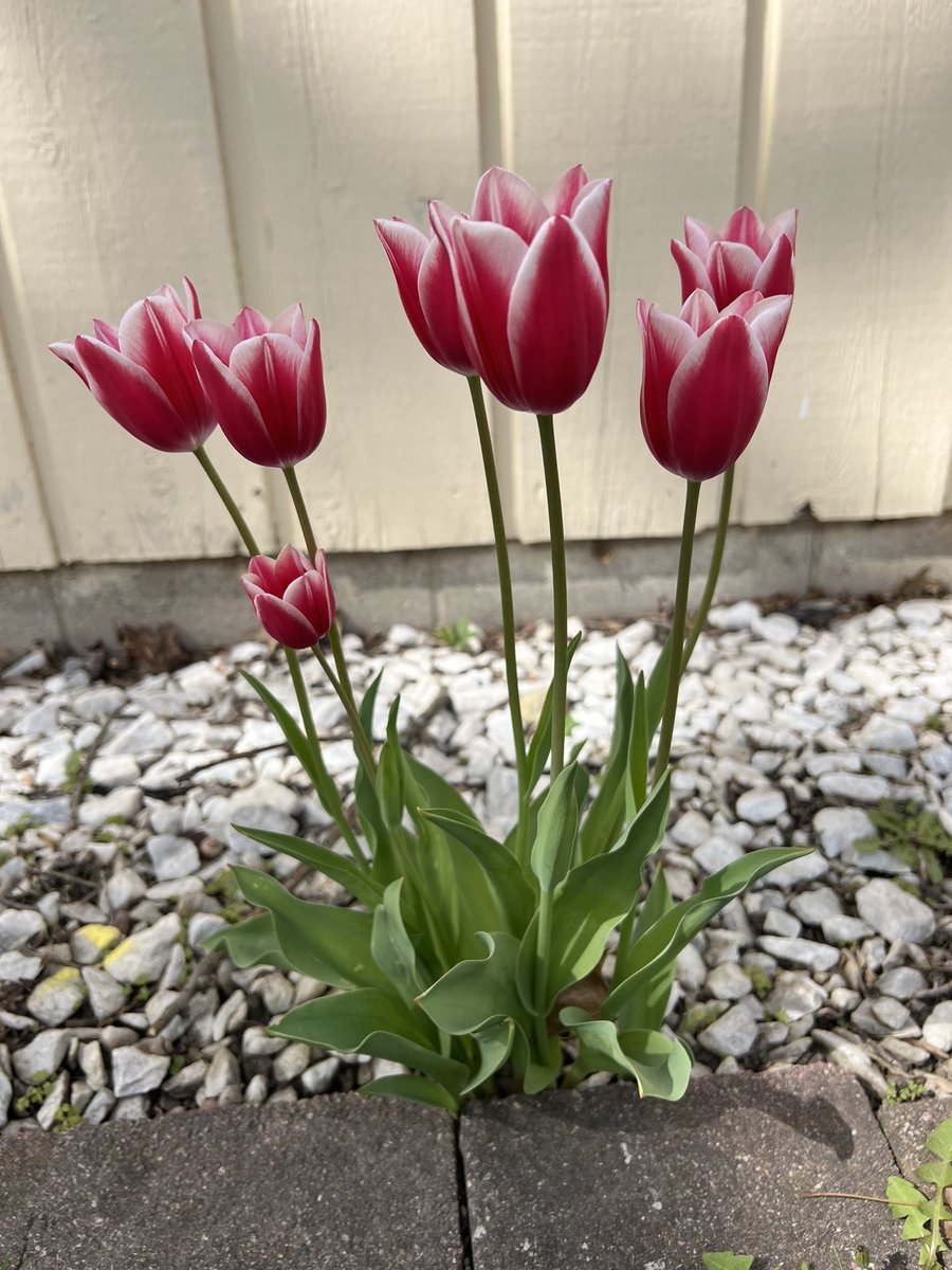 kbfoster's tweet photo. Who knew a fundraiser 40 years ago would still gave tulips blooming! Plus who knew I would still live here!!! #tulips https://t.co/9EpOM4Orpr