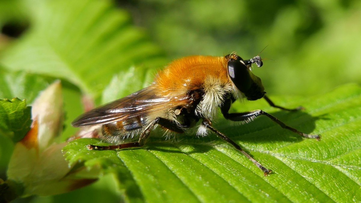 Simon Knott (@sjbknott) on Twitter photo Spring hoverflies (3): Criorhina floccosa ♂ today in Bengeo garden, superb mimic of bumblebee Bombus pascuorum. <a href="/hertsbna/">BNA – Herts branch</a> #saproxylic Spring hoverflies (3): Criorhina floccosa ♂ today in Bengeo garden, superb mimic of bumblebee Bombus pascuorum. <a href="/hertsbna/">BNA – Herts branch</a> #saproxylic