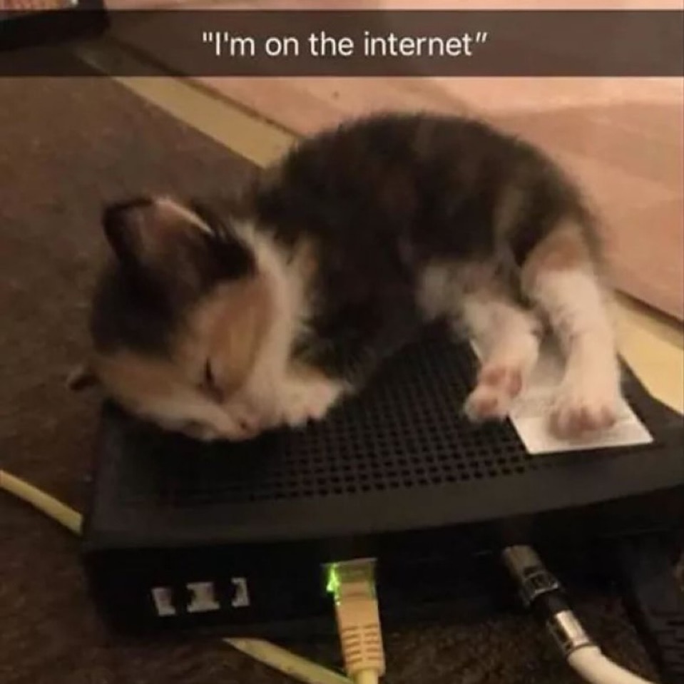 smol silly cat tweet media