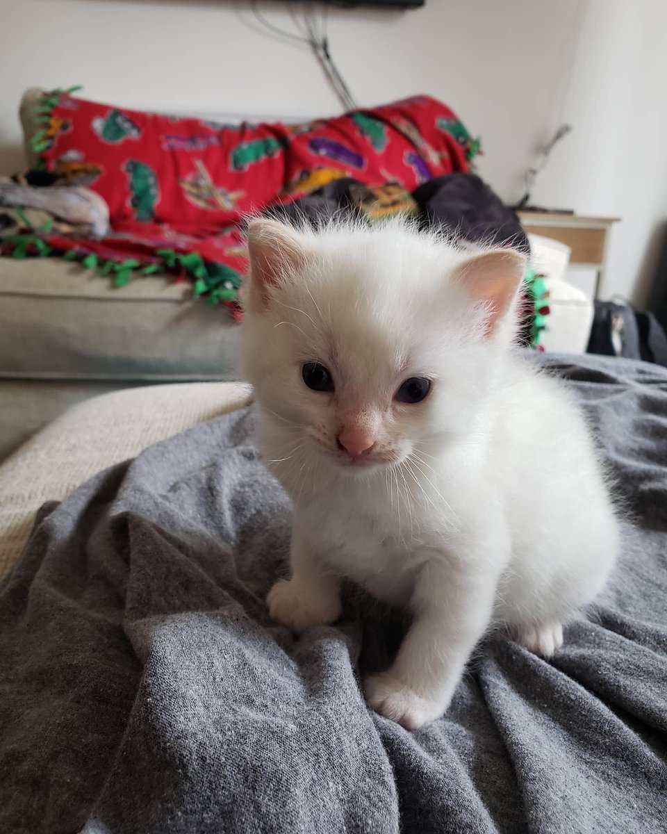 perfil dedicado a gatinhos e peitos tweet media