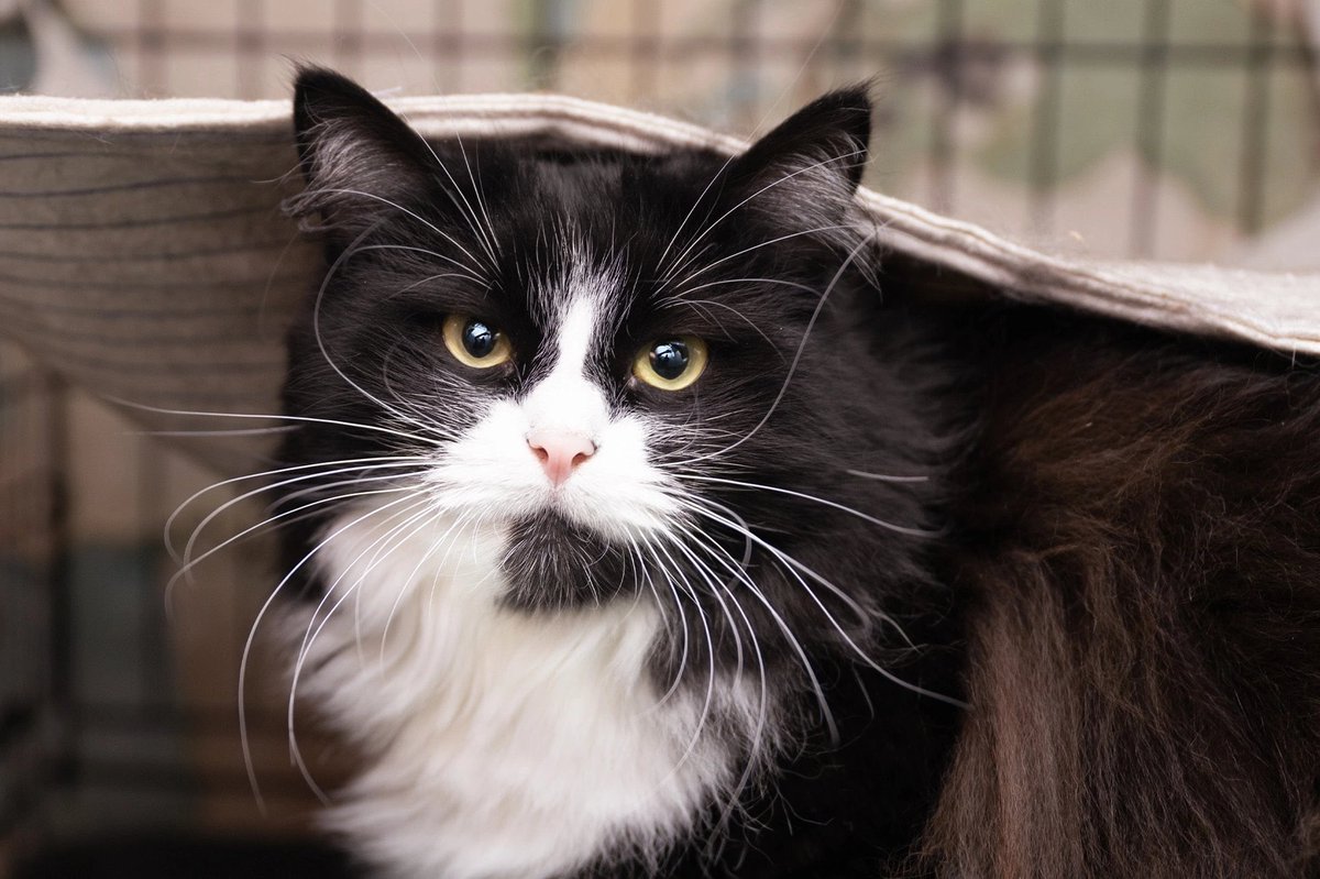 Ребята, ЗАБЕРИТЕ ЭТУ ЧУДЕСНУЮ КОШЕЧКУ 💔