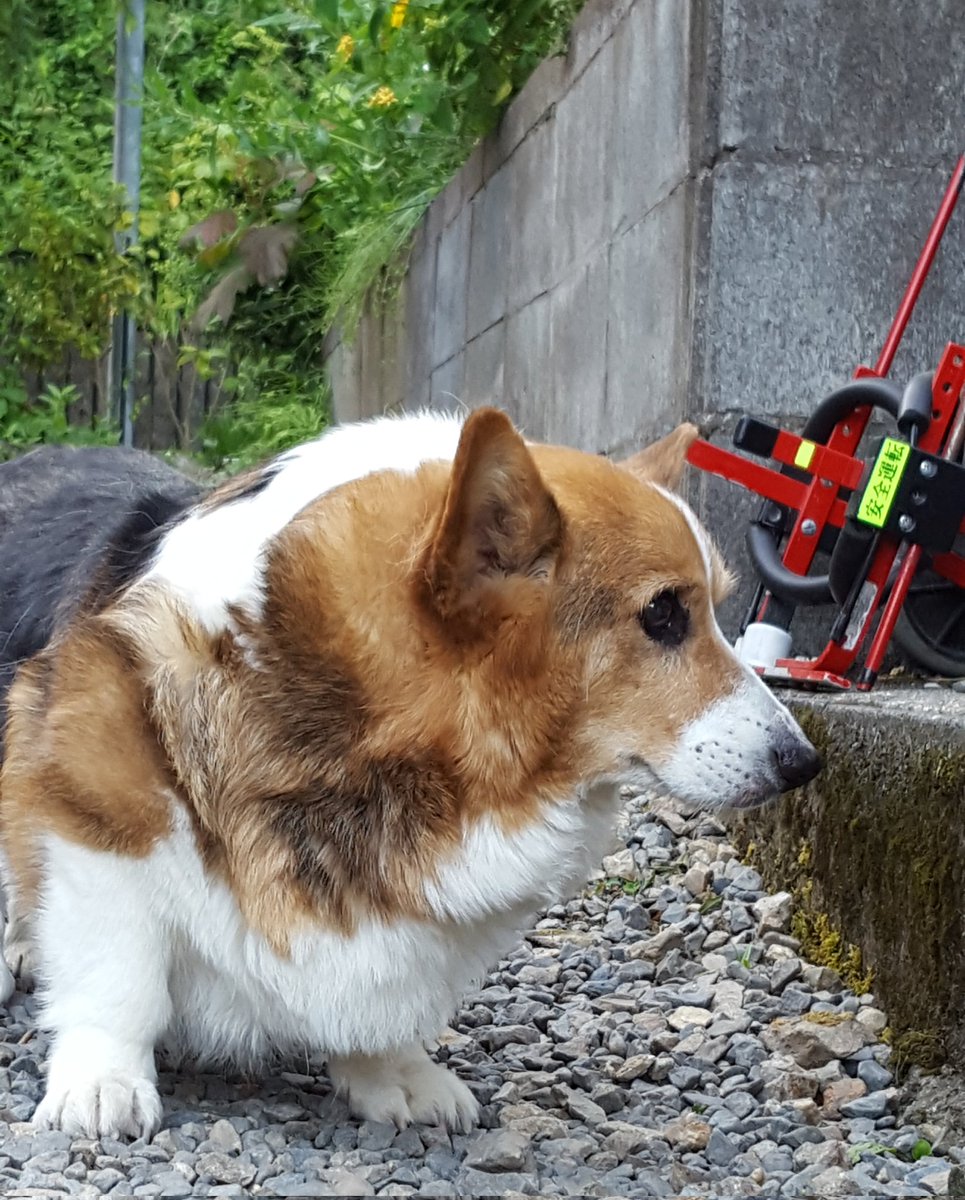 ryuhime42's tweet photo. @828corgi いつもありがとうございます🙏

孝太郎くんも一緒にいますね💕

りゅう&amp;ひめに逢いたいです🙏

ありがとうございます🙇 https://t.co/DFiYtl6eaT