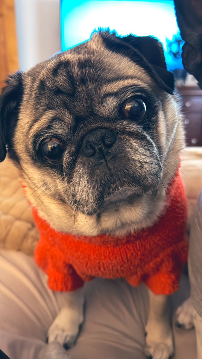 Winston & Osmond (Otto 🌈💔😭 KC) (@winstonpuddles) on Twitter photo 