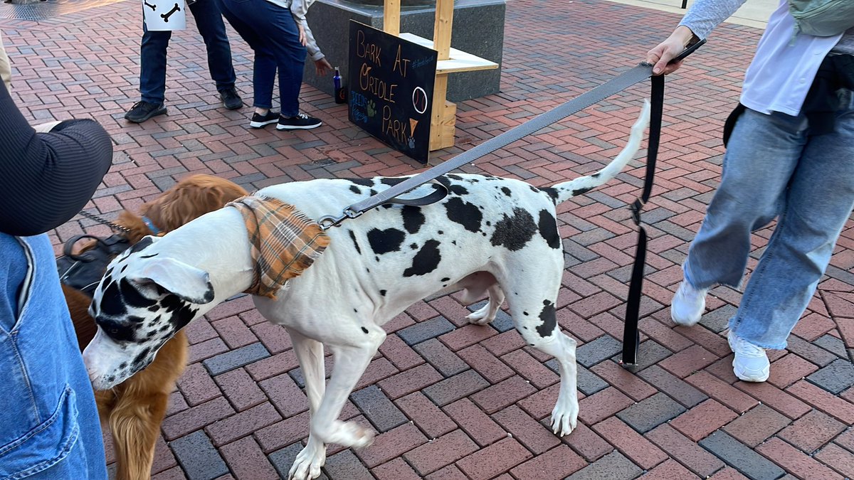 Frank Duff tweet media