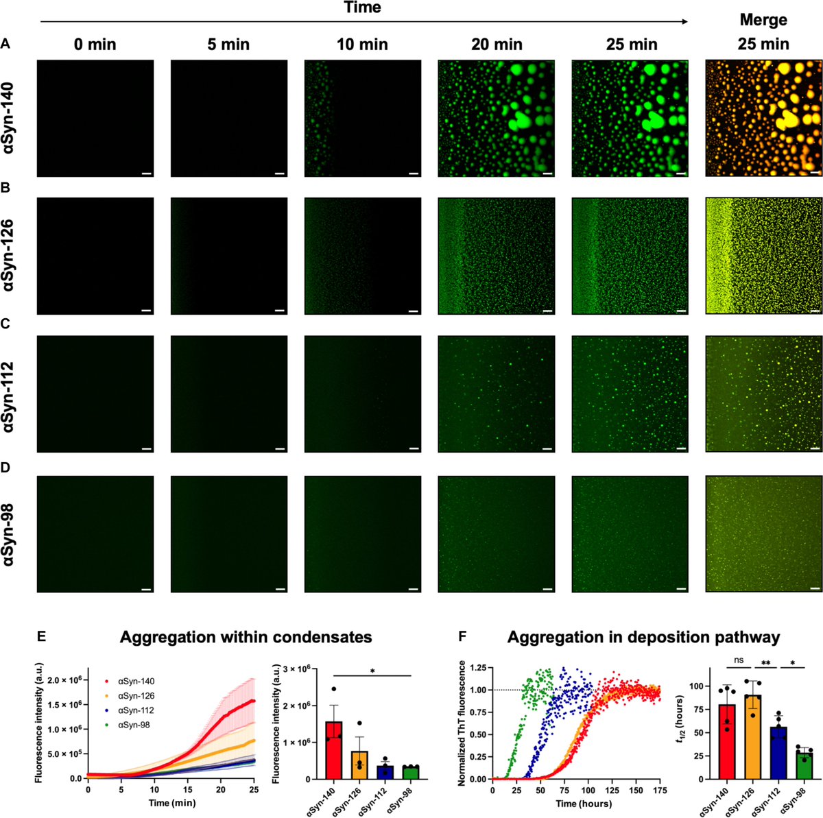 The Science of Parkinson's (@scienceofpd) on Twitter photo New research from <a href="/mvendruscolo14/">Michele Vendruscolo</a> <a href="/VendruscoloLab/">Vendruscolo Lab</a> & collaborators compares the phase behavior of four α-Synuclein isoforms & finds stark differences between them in their propensities to undergo phase separation & aggregation; #Parkinsons
science.org/doi/10.1126/sc… New research from <a href="/mvendruscolo14/">Michele Vendruscolo</a> <a href="/VendruscoloLab/">Vendruscolo Lab</a> & collaborators compares the phase behavior of four α-Synuclein isoforms & finds stark differences between them in their propensities to undergo phase separation & aggregation; #Parkinsons
science.org/doi/10.1126/sc…