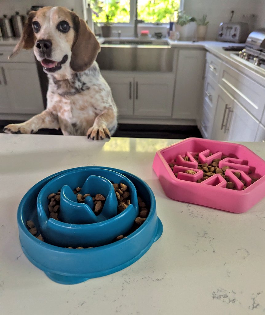 Yeti, Reese & The Beagle Brigade tweet media