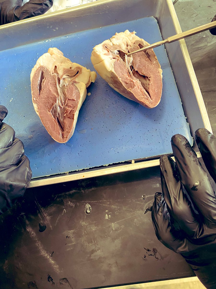 MrsAshlockCHS's tweet photo. Students in anatomy- dissecting a heart! #room205 @CHS_Indians 🫀 https://t.co/yhYhIopwTA