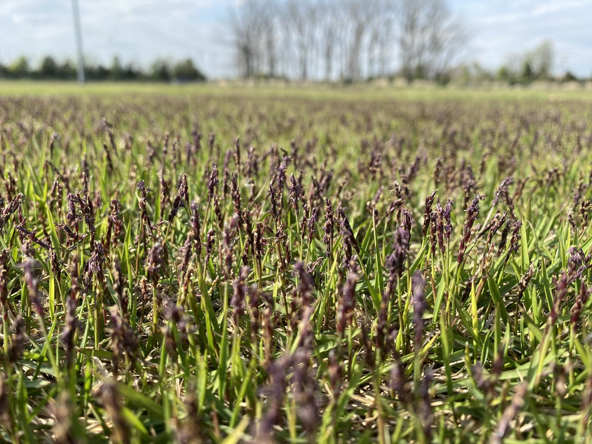 ‘Tis the season for zoysia seedheads