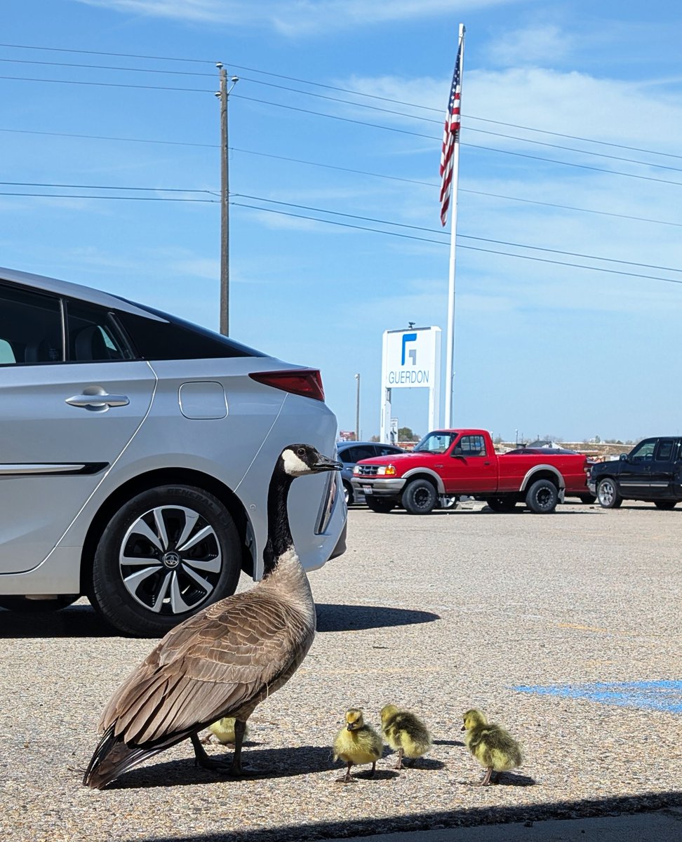 GuerdonModular's tweet image. Gerdy made her nest right outside our door. We’re happy to share that she’s welcomed four new goslings! It’s been a treat watching her care for them as we’re all quietly rooting for this little family.