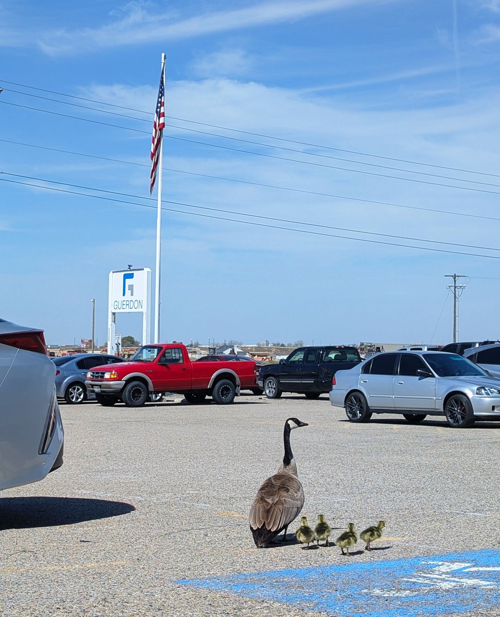 GuerdonModular's tweet image. Gerdy made her nest right outside our door. We’re happy to share that she’s welcomed four new goslings! It’s been a treat watching her care for them as we’re all quietly rooting for this little family.