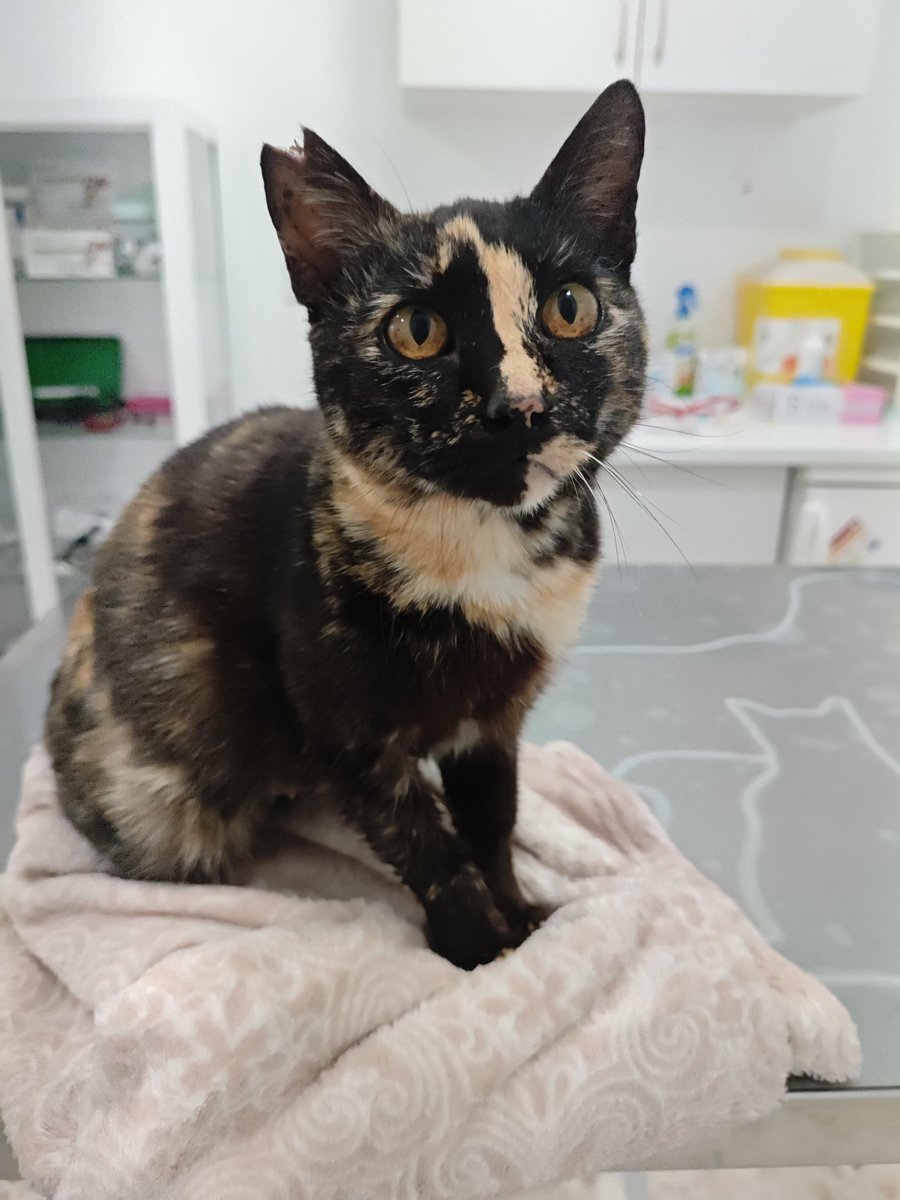 MORIRÁS DE AMOR❤️‍🩹

Nuestra preciosa Abril está sanita y lista para encontrar una familia. Es la gata más cariñosa del globo, es increíble.
Si quieres adoptarla, está en Sevilla. El viernes 18 podrás ir a Oh My Cat a conocerla.
¿Quieres adoptar?
sonrisaspeludasutrera@gmail.com