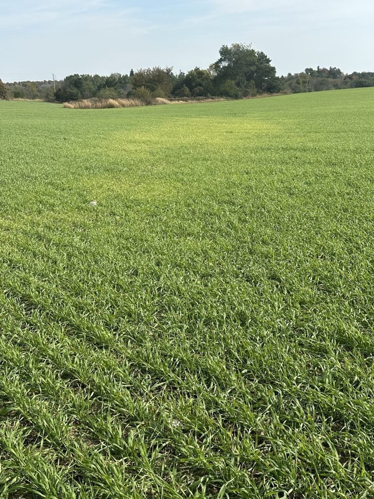 Winter’s overstayed its welcome ❄️

In this week’s episode of #WheatPetesWord: late frost, patchy emergence, nutrient Q&amp;A, &amp; why listening is a skill worth sharpening 🎧

🔗 ow.ly/Kkhr50VBT66

#cdnag #ontag #plant24 <a href="/WheatPete/">Peter Johnson</a> <a href="/syngentacanada/">Syngenta Canada</a>