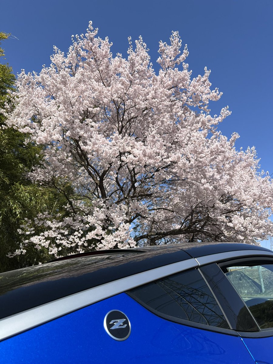 #桜フォトコンテスト2025