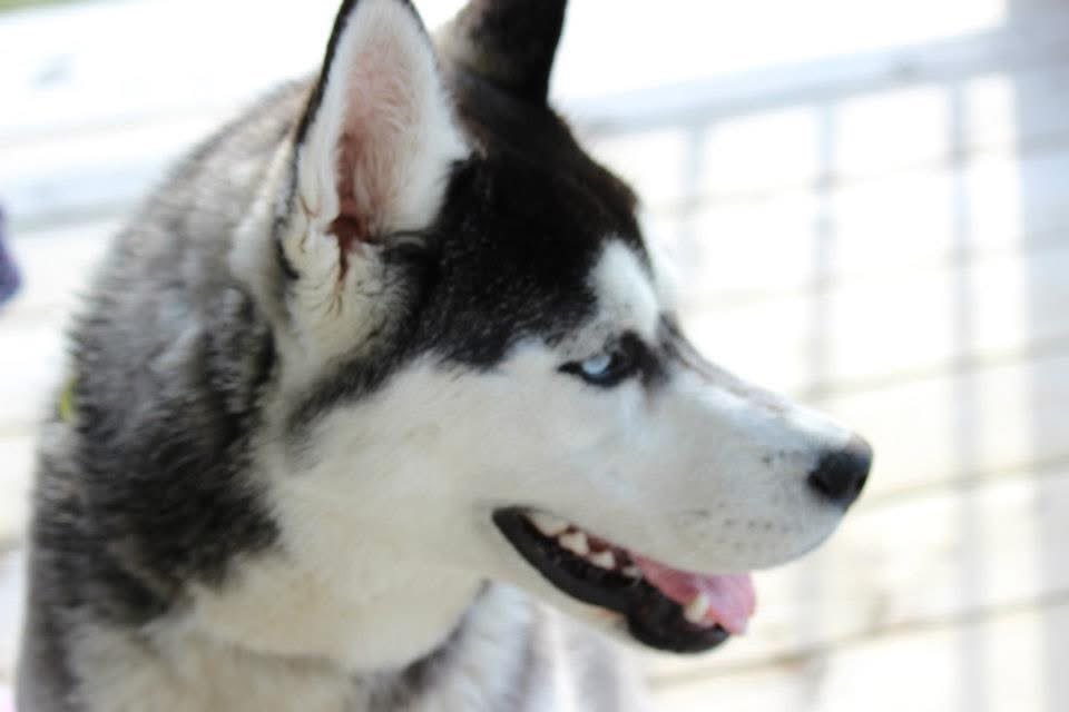 StormDoogie's tweet image. Our dear Mungo died today at 12-1/2 years old. He was a great friend, companion, partner and protector of our family, friends, and property.  He loved to run, he loved to play, and he loved to hunt.
You were a good boy.  
You are, and always will be greatly missed, old buddy.