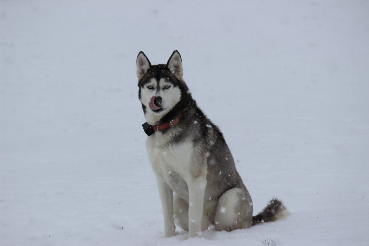 StormDoogie's tweet image. Our dear Mungo died today at 12-1/2 years old. He was a great friend, companion, partner and protector of our family, friends, and property.  He loved to run, he loved to play, and he loved to hunt.
You were a good boy.  
You are, and always will be greatly missed, old buddy.