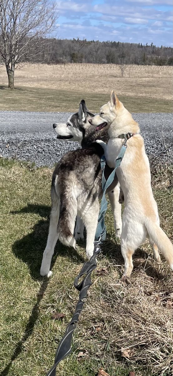 StormDoogie's tweet image. Our dear Mungo died today at 12-1/2 years old. He was a great friend, companion, partner and protector of our family, friends, and property.  He loved to run, he loved to play, and he loved to hunt.
You were a good boy.  
You are, and always will be greatly missed, old buddy.