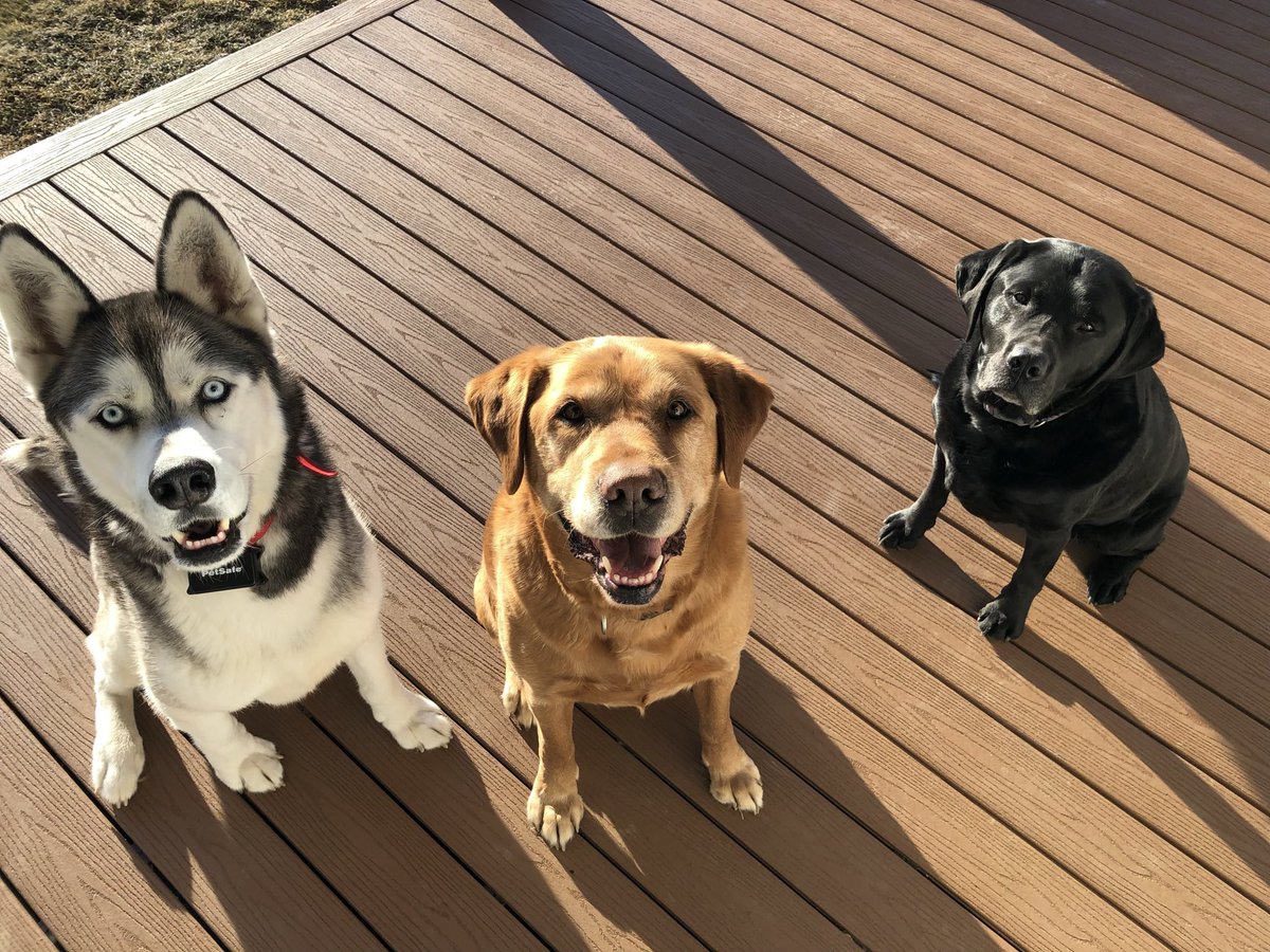 StormDoogie's tweet image. Our dear Mungo died today at 12-1/2 years old. He was a great friend, companion, partner and protector of our family, friends, and property.  He loved to run, he loved to play, and he loved to hunt.
You were a good boy.  
You are, and always will be greatly missed, old buddy.