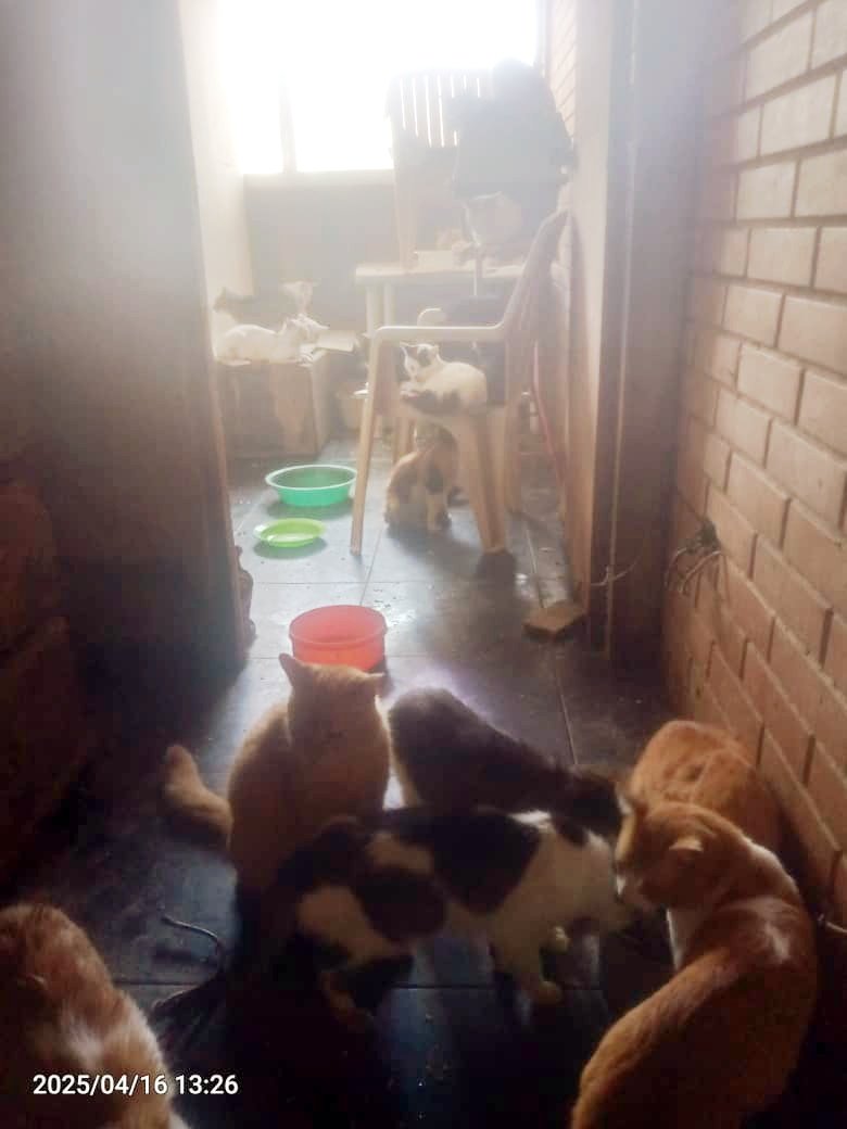 Marisa84157935's tweet image. 🆘48 #gatitos de @teresitaros de nuevo SIN NADA DE PIENSO😿Mitad Marzo compró saco 18kg y primeros Abril 14k(pero son muchos😓)quitan luz y agua varios días y entonces tampoco puede cocinarles casero🥺
Situación qué vive Tere desesperante💔
Ayudamos🙏?
BIZUM
663901116
673270489👇