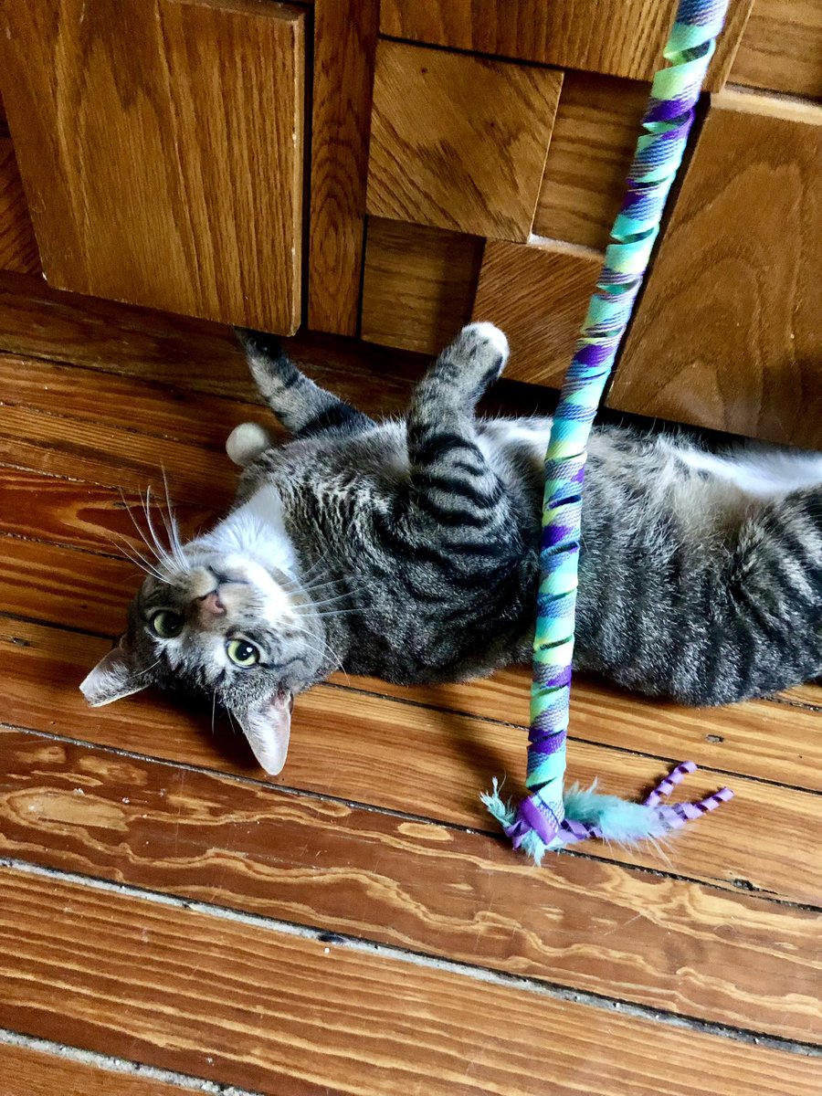 ProjectMEOW's tweet image. Meet Buddy: The Velcro Kitty!
Buddy just wants love—and a spot in your bed. After a rough start &amp;amp; being returned for wanting to cuddle, this sweet, playful lap cat is ready for a forever home that loves snuggles as much as he does.

Adopt him: projectmeow.org/adopt/adoption…
#AdoptBuddy