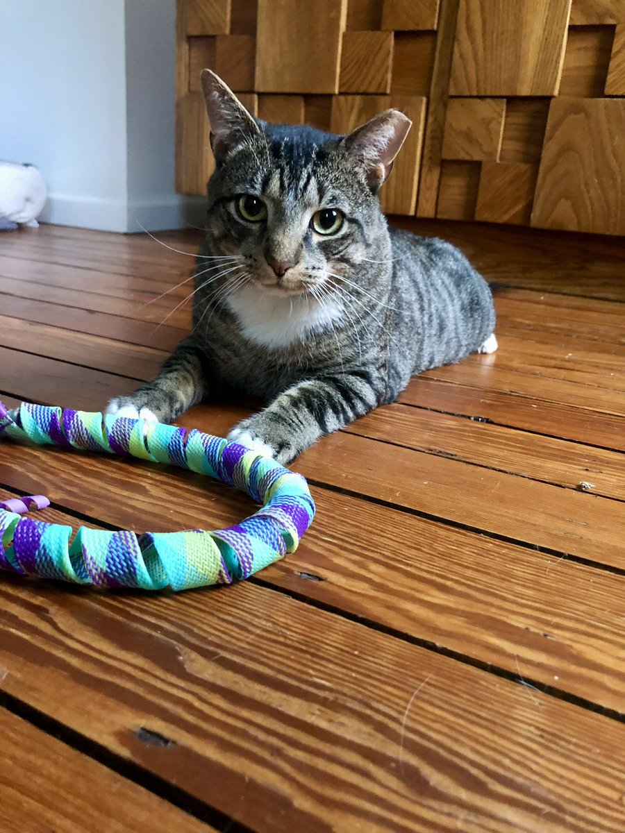 ProjectMEOW's tweet image. Meet Buddy: The Velcro Kitty!
Buddy just wants love—and a spot in your bed. After a rough start &amp;amp; being returned for wanting to cuddle, this sweet, playful lap cat is ready for a forever home that loves snuggles as much as he does.

Adopt him: projectmeow.org/adopt/adoption…
#AdoptBuddy