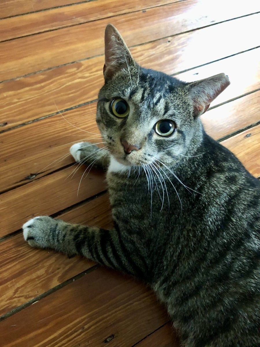 ProjectMEOW's tweet image. Meet Buddy: The Velcro Kitty!
Buddy just wants love—and a spot in your bed. After a rough start &amp;amp; being returned for wanting to cuddle, this sweet, playful lap cat is ready for a forever home that loves snuggles as much as he does.

Adopt him: projectmeow.org/adopt/adoption…
#AdoptBuddy