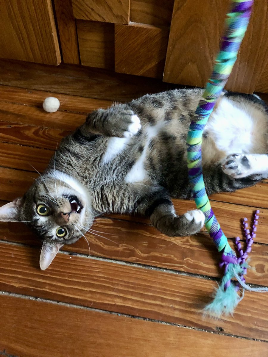 ProjectMEOW's tweet image. Meet Buddy: The Velcro Kitty!
Buddy just wants love—and a spot in your bed. After a rough start &amp;amp; being returned for wanting to cuddle, this sweet, playful lap cat is ready for a forever home that loves snuggles as much as he does.

Adopt him: projectmeow.org/adopt/adoption…
#AdoptBuddy