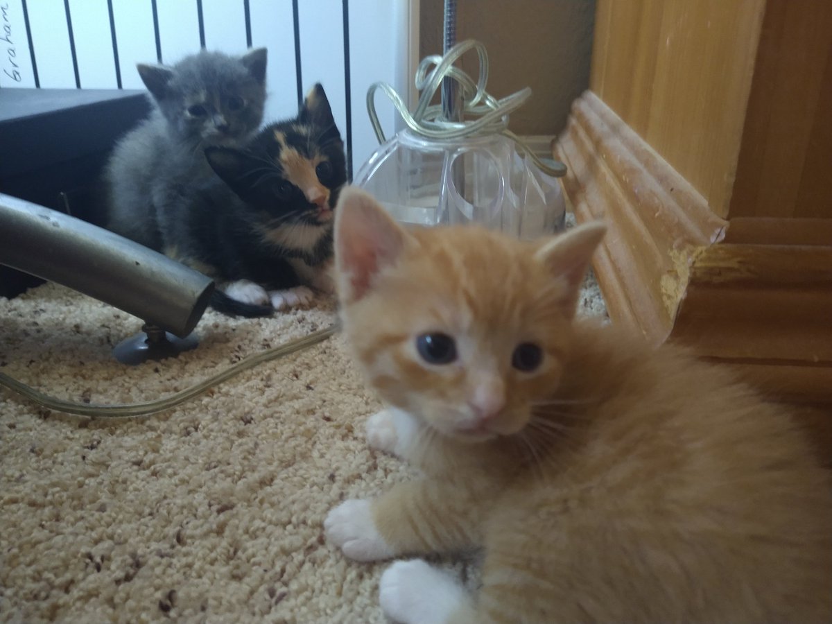 Spontaneousity (@spontaneityvr) on Twitter photo Kitties getting big π» Kitties getting big π»