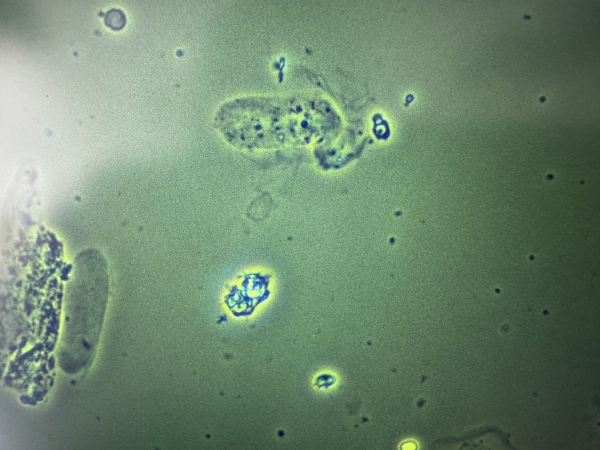 Madeline Chung, MD MS tweet media