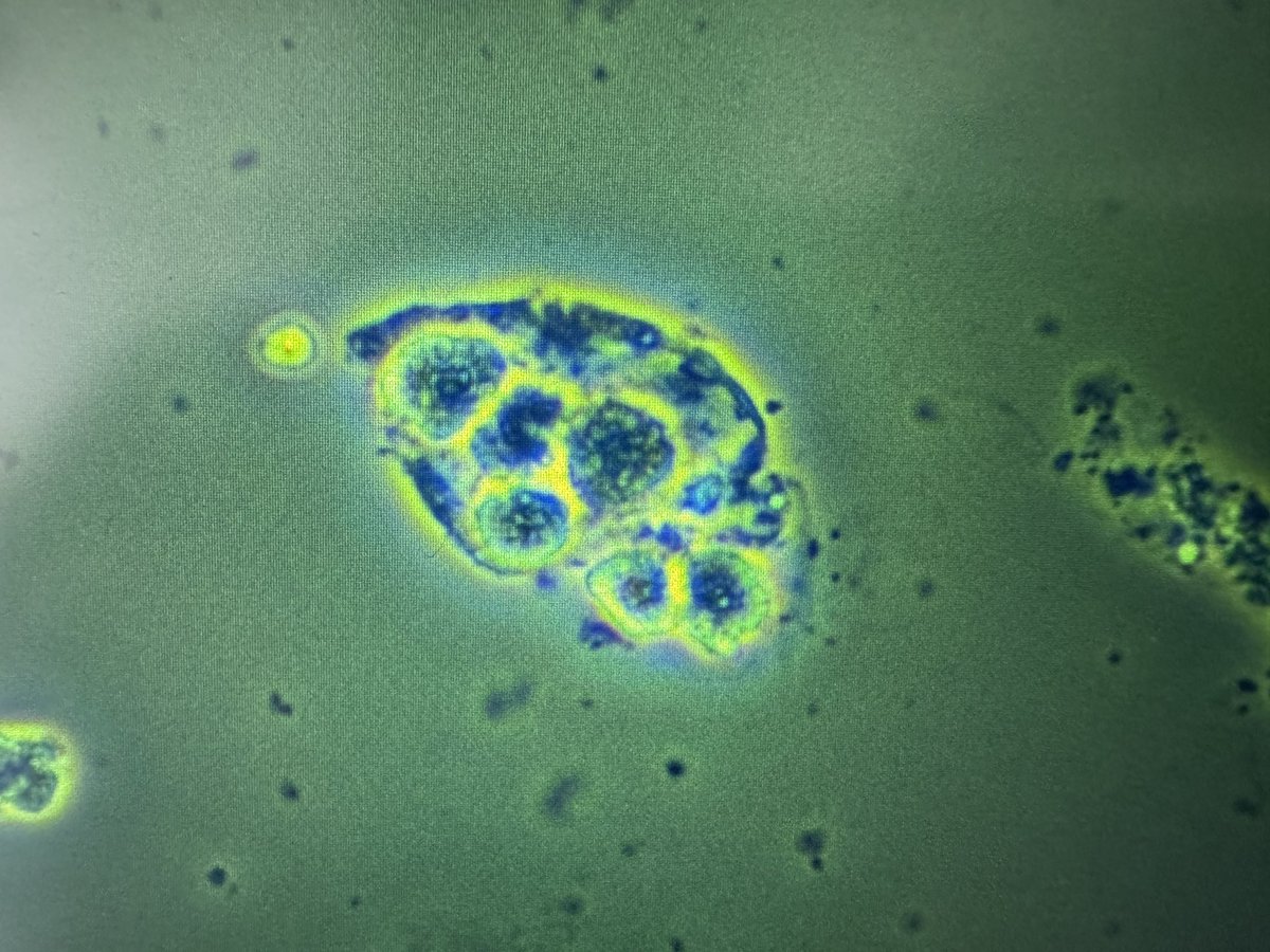 Madeline Chung, MD MS tweet media